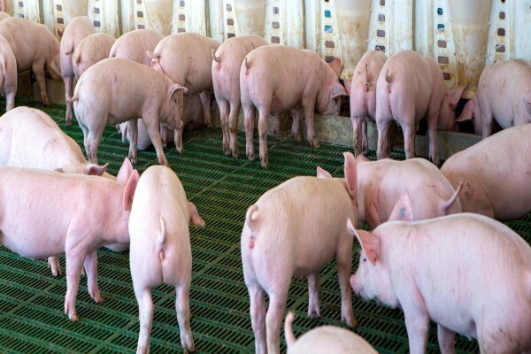 Meadow Feeds (Natal)