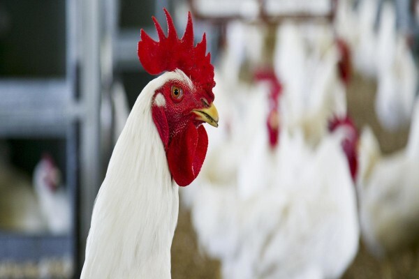 Meadow Feeds Eastern Cape (Pty) Ltd