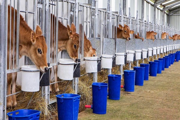 Meadow Feeds Eastern Cape (Pty) Ltd