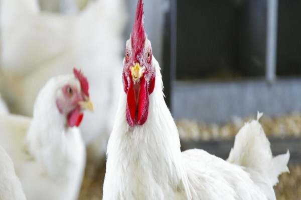 Meadow Feeds Eastern Cape (Pty) Ltd