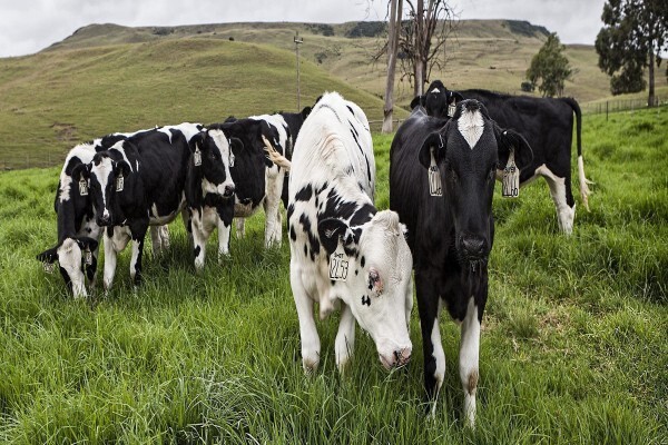 Meadow Feeds (Natal)