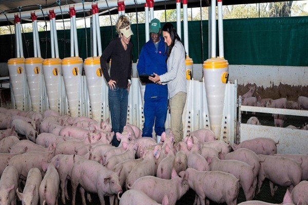 Meadow Feeds (Natal)