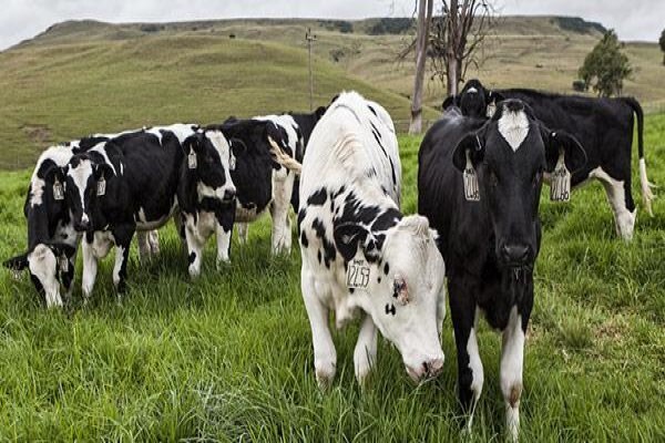 Meadow Feeds (Natal)