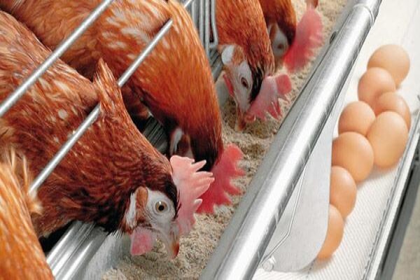 Meadow Feeds (Natal)