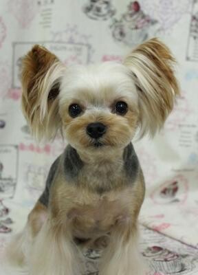 Doggy Parlour The