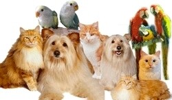Piekfyn Dog & Cat Grooming Services