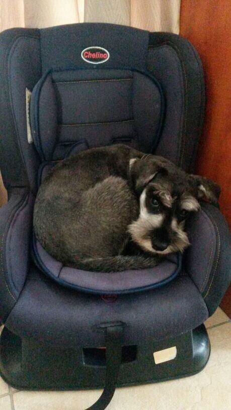 Petline Grooming Centre