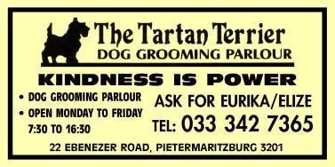 Tartan Terrier The