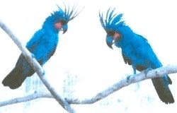 Parrot Paradise