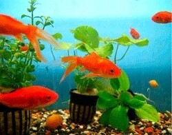 Our Pet (Norwood)