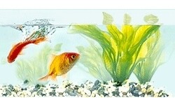 Panorama Pet Shop