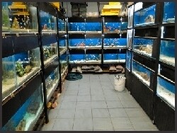 Very Important Pets Store