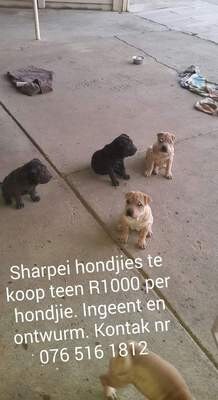 Santie's Pets & Grain