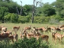 MALALA-TAU TOURS AND SAFARIS