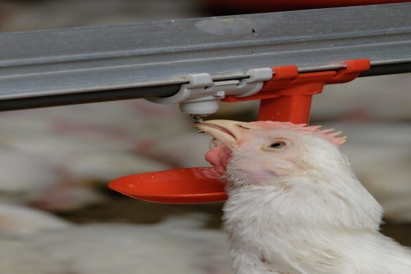Peninsula Poultry Appliances (Pty) Ltd
