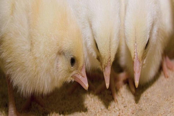 Peninsula Poultry Appliances (Pty) Ltd