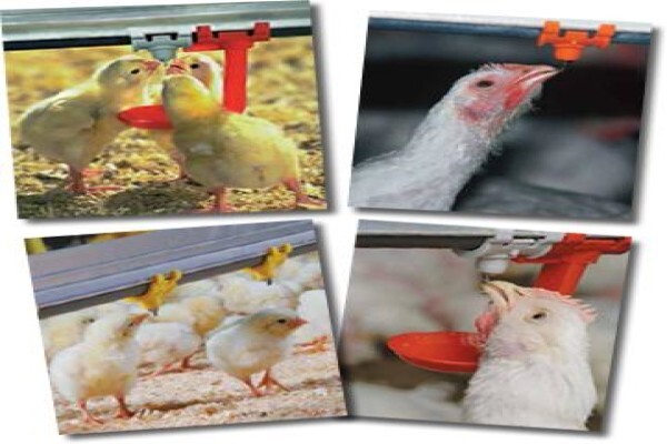 Peninsula Poultry Appliances (Pty) Ltd