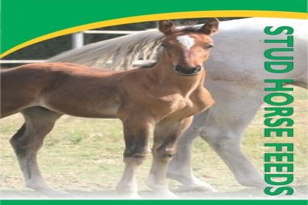 Equi Feeds