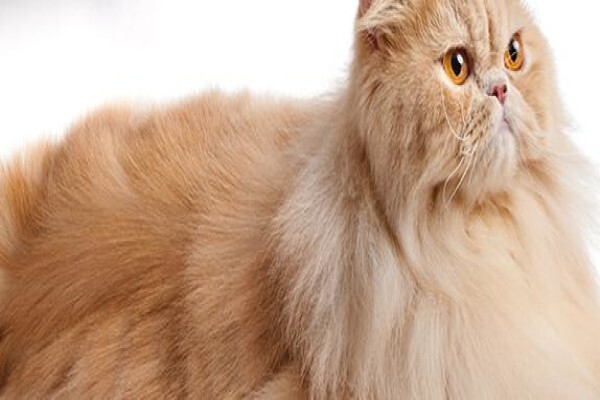 NutriPet