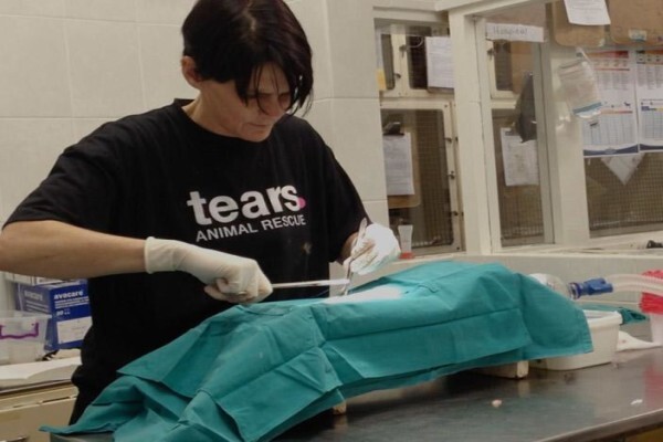 Tears:Cell (Emergency / After Hours)