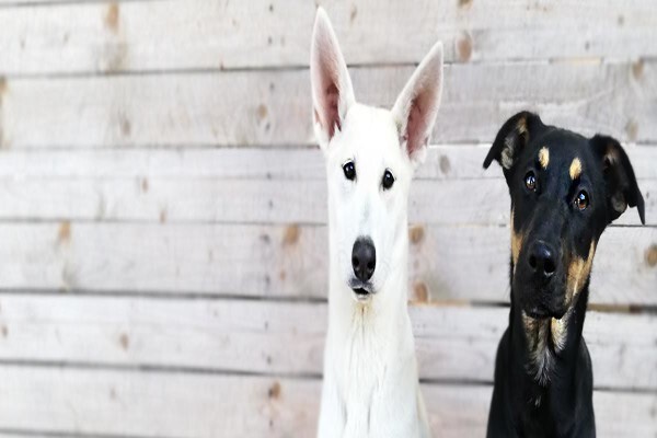 The Emma Animal Rescue Society