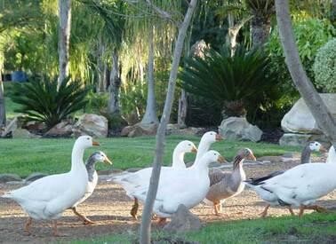 Alba Guest Farm