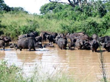 Emdoneni Lodge