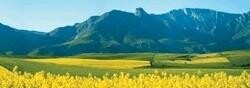 Southern Oil (Pty) Ltd