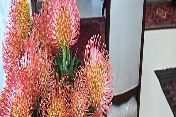 Cape Pillars Boutique Guest House