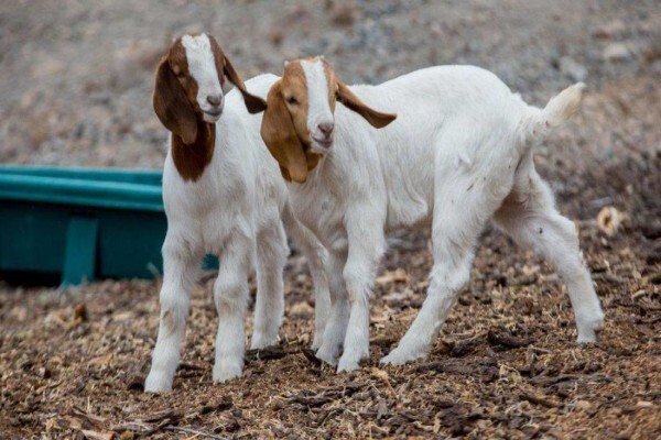 Olive Grove Guest Farm