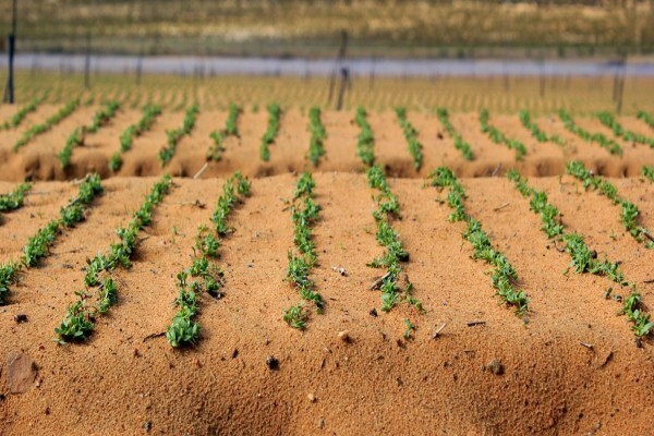 Ysterfontein Guest Farm
