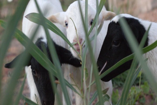 Ysterfontein Guest Farm