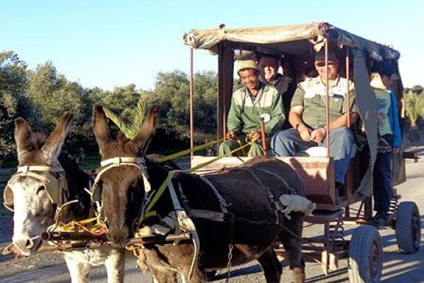 Olive Grove Guest Farm