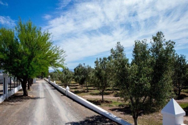 Olive Grove Guest Farm