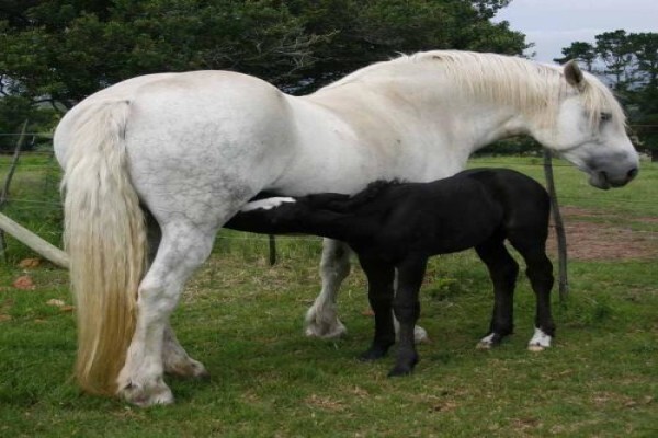 Outeniqua Moon Guest Farm & Percheron Stud