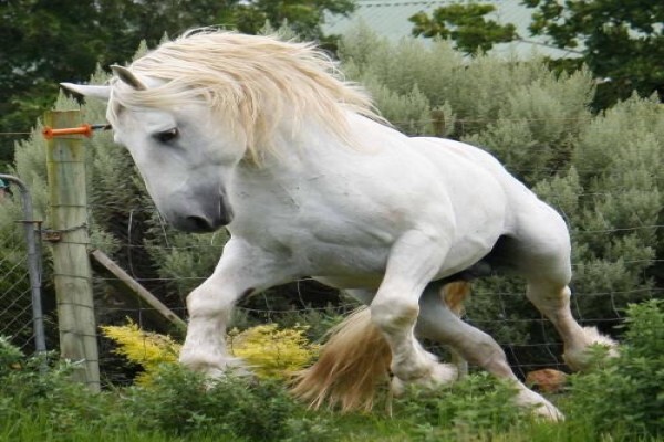 Outeniqua Moon Guest Farm & Percheron Stud