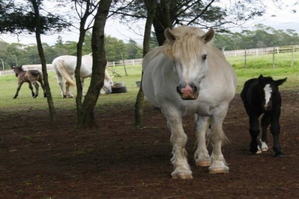 Outeniqua Moon Guest Farm & Percheron Stud