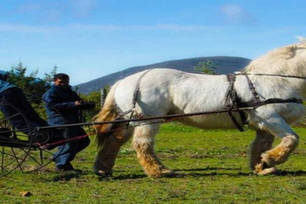 Outeniqua Moon Guest Farm & Percheron Stud