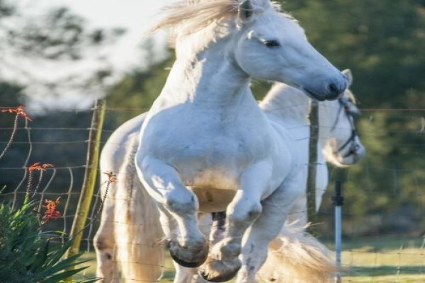 Outeniqua Moon Guest Farm & Percheron Stud