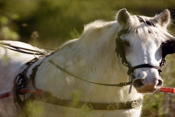 Outeniqua Moon Guest Farm & Percheron Stud