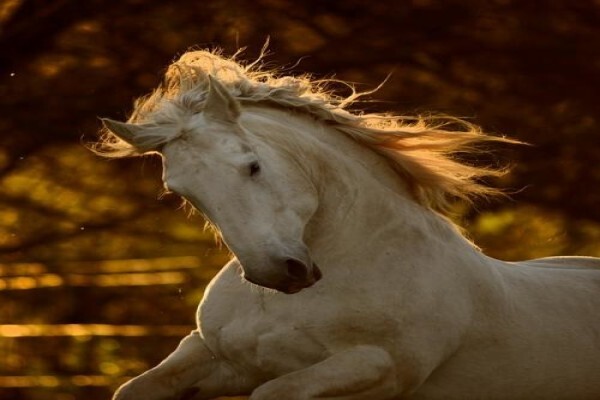 Outeniqua Moon Guest Farm & Percheron Stud