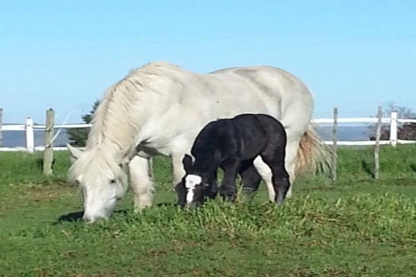 Outeniqua Moon Guest Farm & Percheron Stud