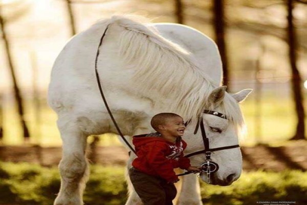 Outeniqua Moon Guest Farm & Percheron Stud