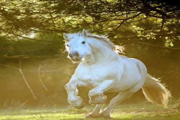 Outeniqua Moon Guest Farm & Percheron Stud