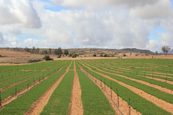 Ysterfontein Guest Farm