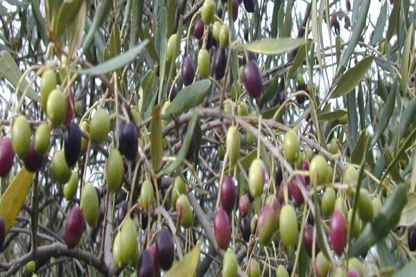 Montagu Vines Guesthouse