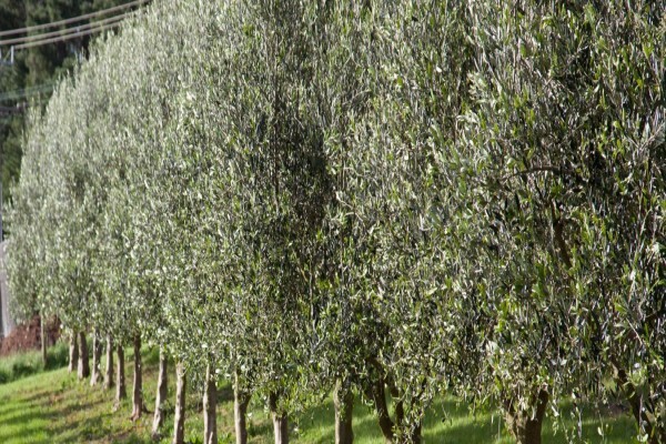 Montagu Vines Guesthouse