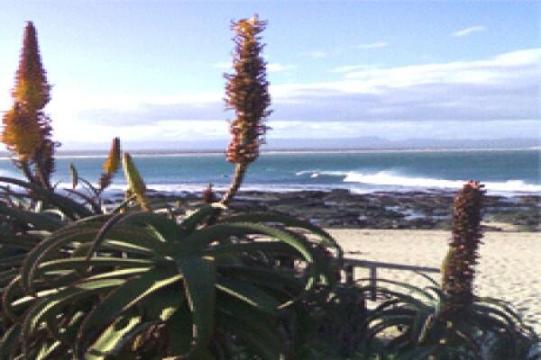 Surf Point-12