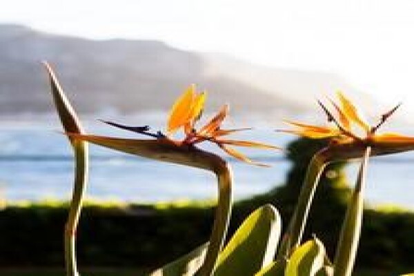 The View Sunnycove Luxury Self-Catering Apartments