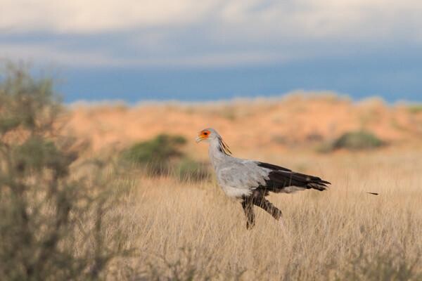 Birdlife South Africa